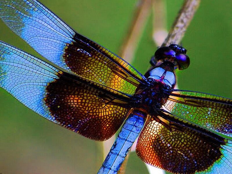 Dragonfly on Branch — Blue