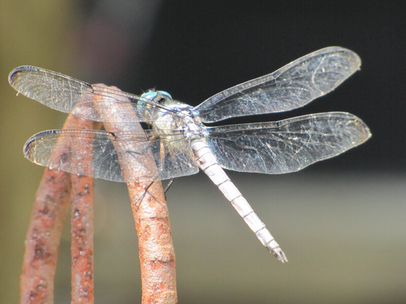 Dragonfly on Branch — Brown