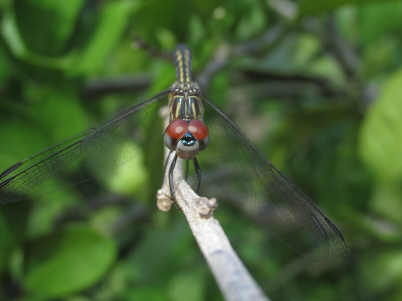 Dragonfly on Branch — Green, Calm