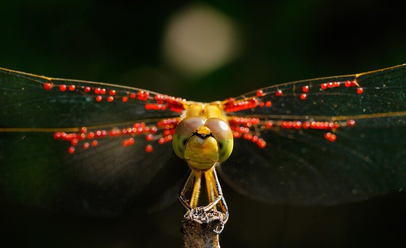 Dragonfly on Branch — Green, Dramatic