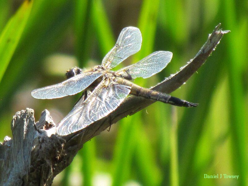 Dragonfly on Branch — Green, Natural