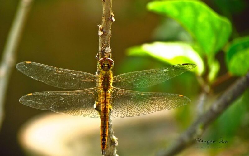 Dragonfly on Branch — Green, Serene