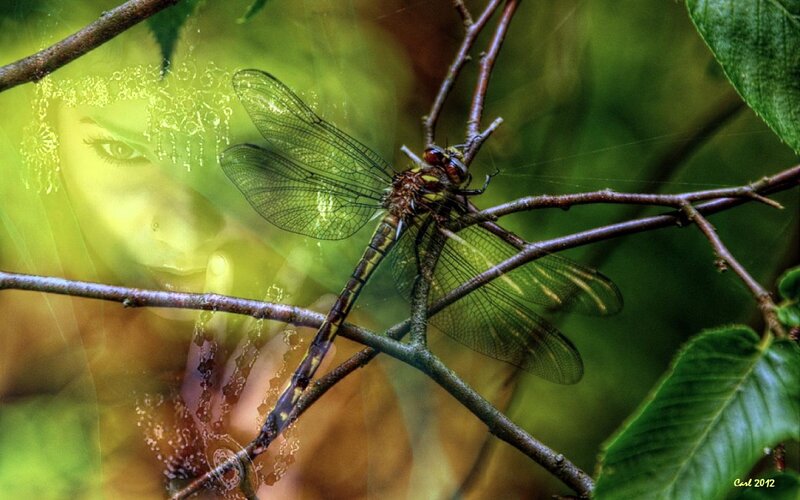 Dragonfly on Branch — Green