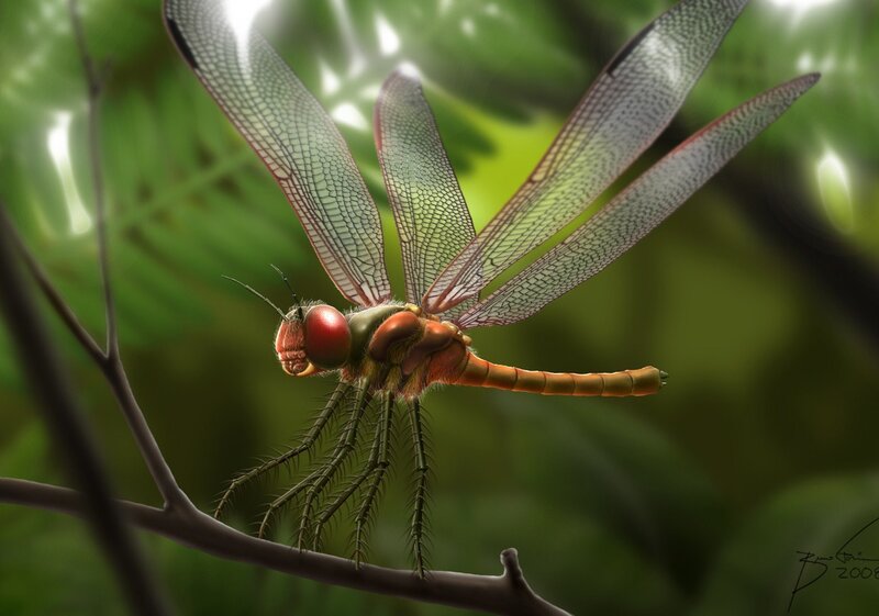 Dragonfly on Branch
