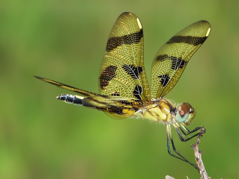 Dragonfly on Branch — Yellow