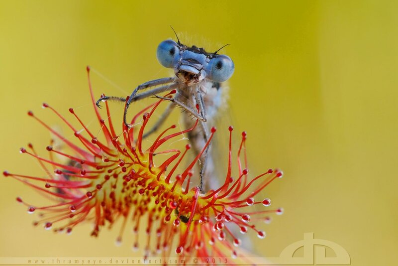 Dragonfly on Carnivorous Plant