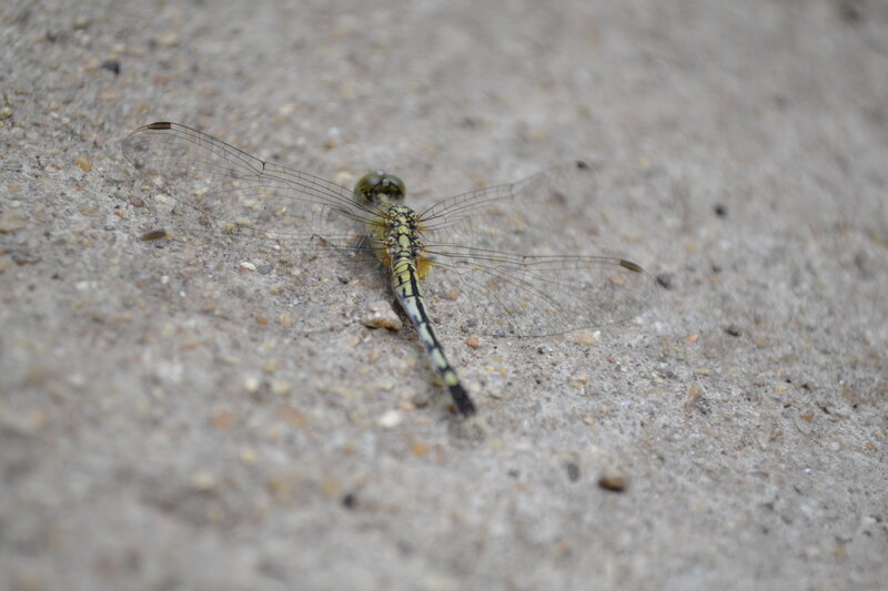 Dragonfly on Concrete — Gray
