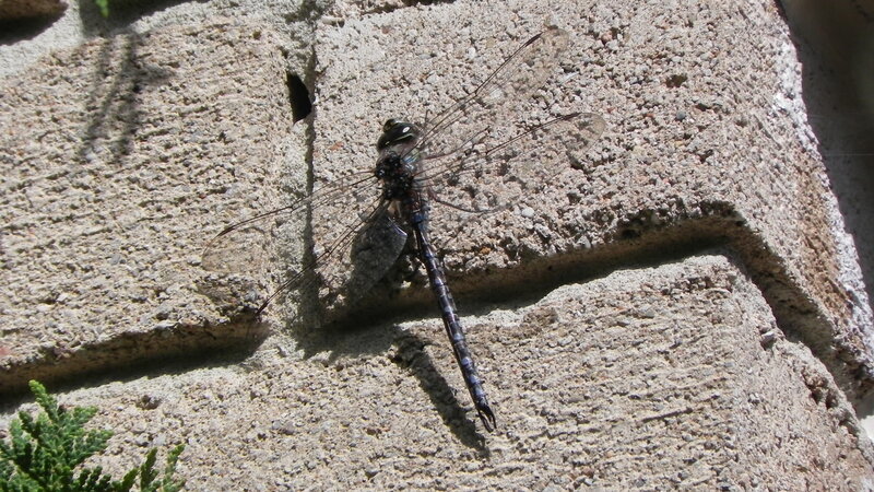 Dragonfly on Concrete