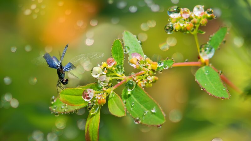 Dragonfly on Dew-covered Plant — Green