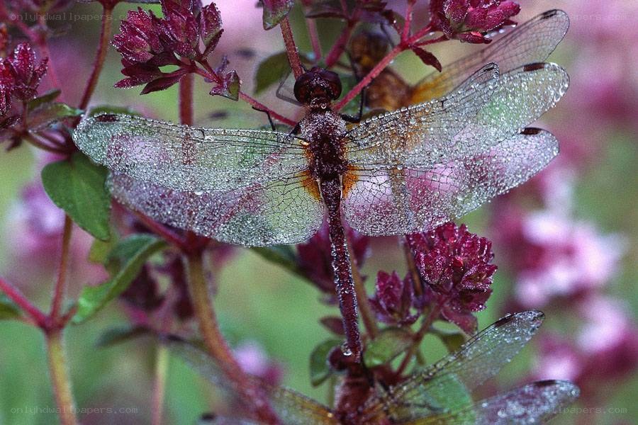 Dragonfly on dew-covered plant