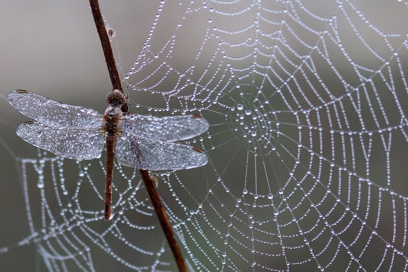 Dragonfly on dew-covered web