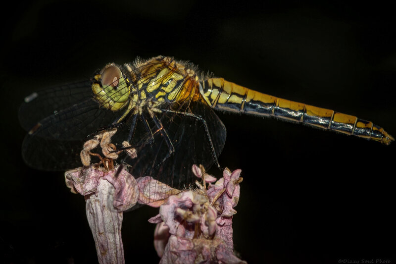 Dragonfly on Dried Flower — Black