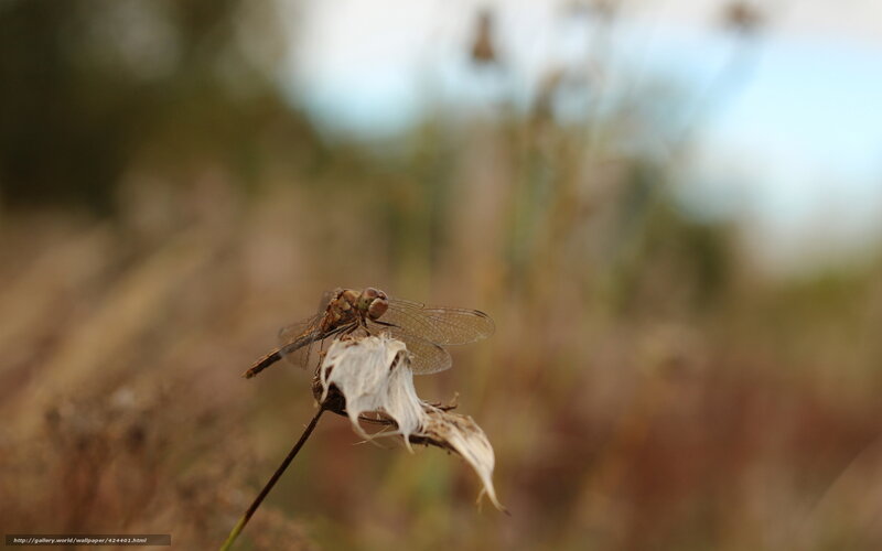 Dragonfly on Dried Flower — Brown