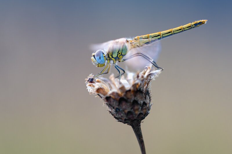 Dragonfly on dried flower