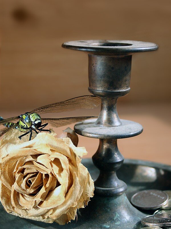 Dragonfly on dried rose