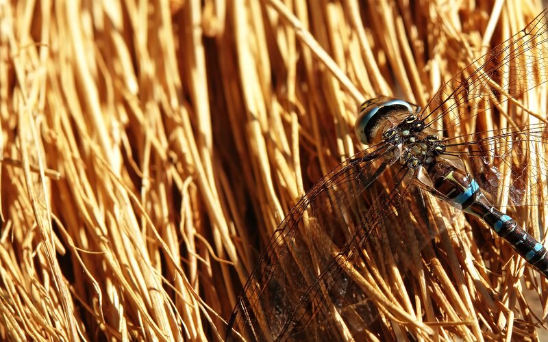 Dragonfly on dry grass
