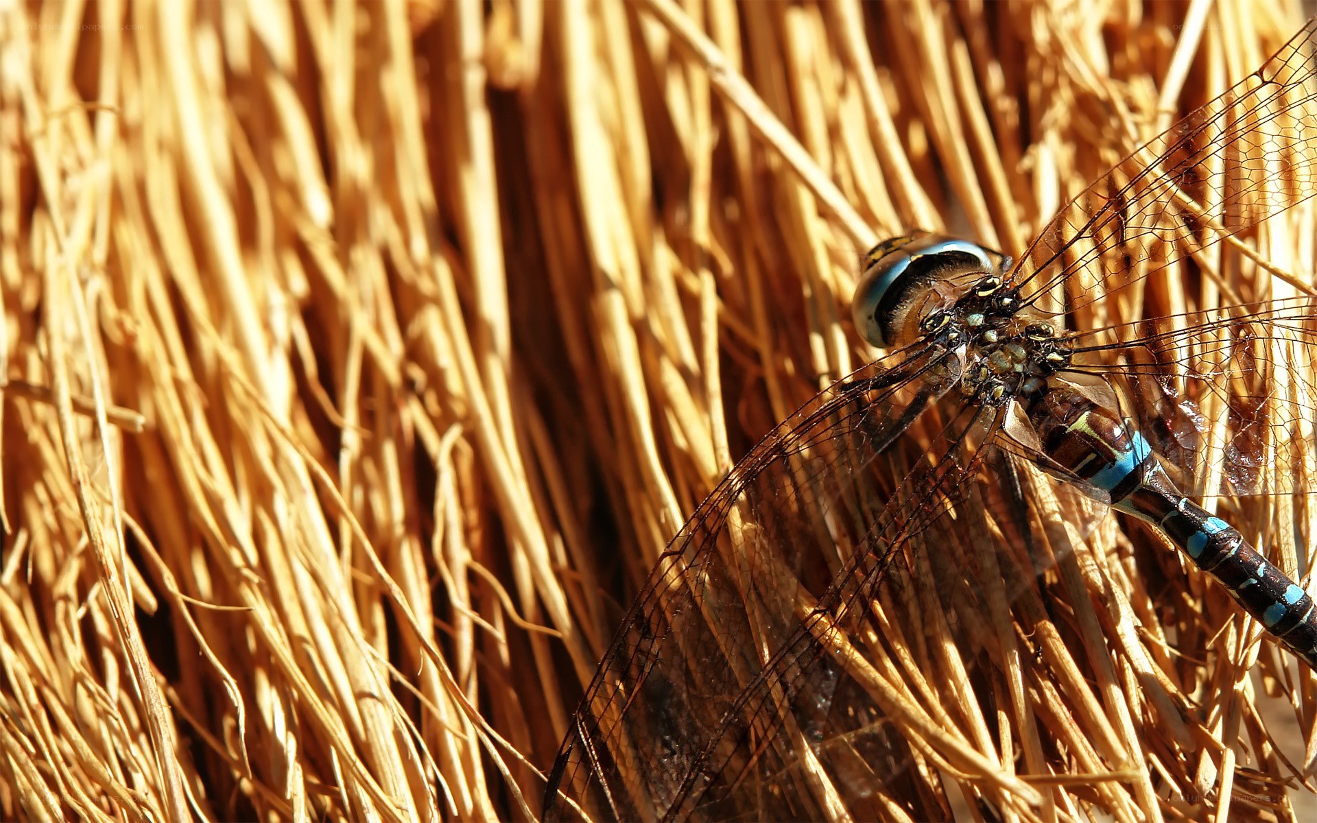Dragonfly on dry grass