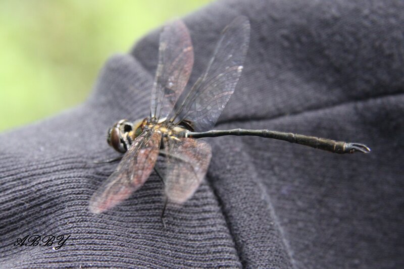 Dragonfly on Fabric — Black