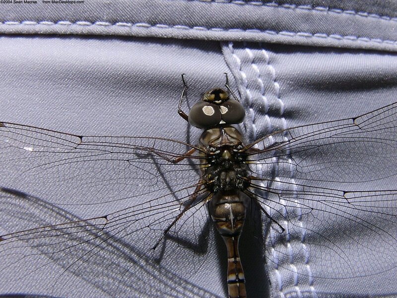 dragonfly on fabric
