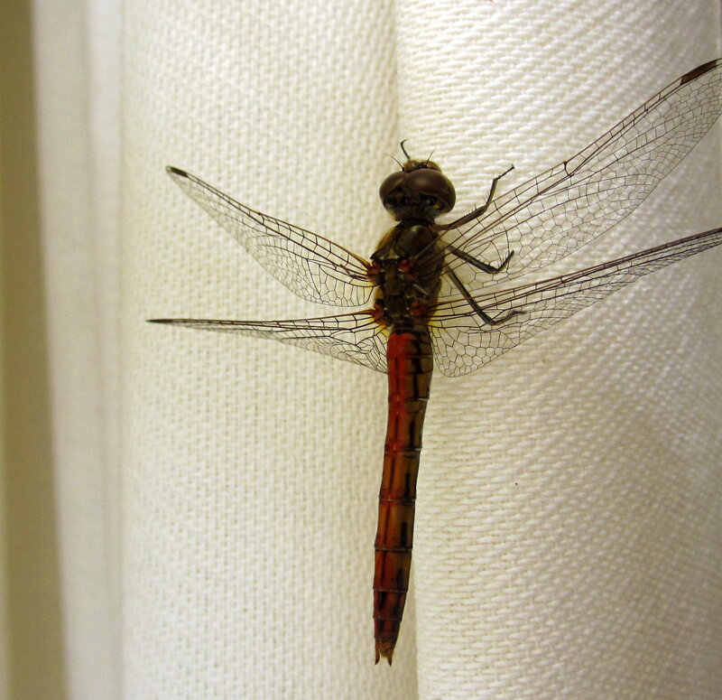 Dragonfly on Fabric — White