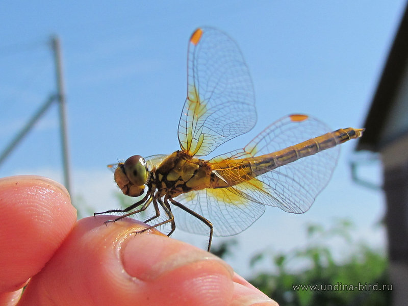 Dragonfly on Finger