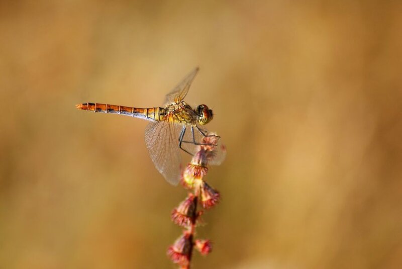 Dragonfly on Flower — Brown