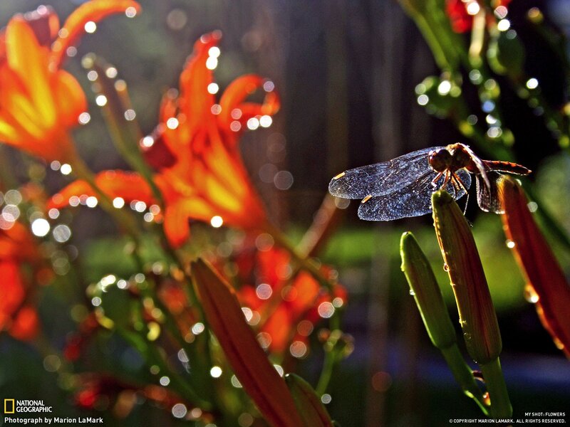Dragonfly on Flower Bud