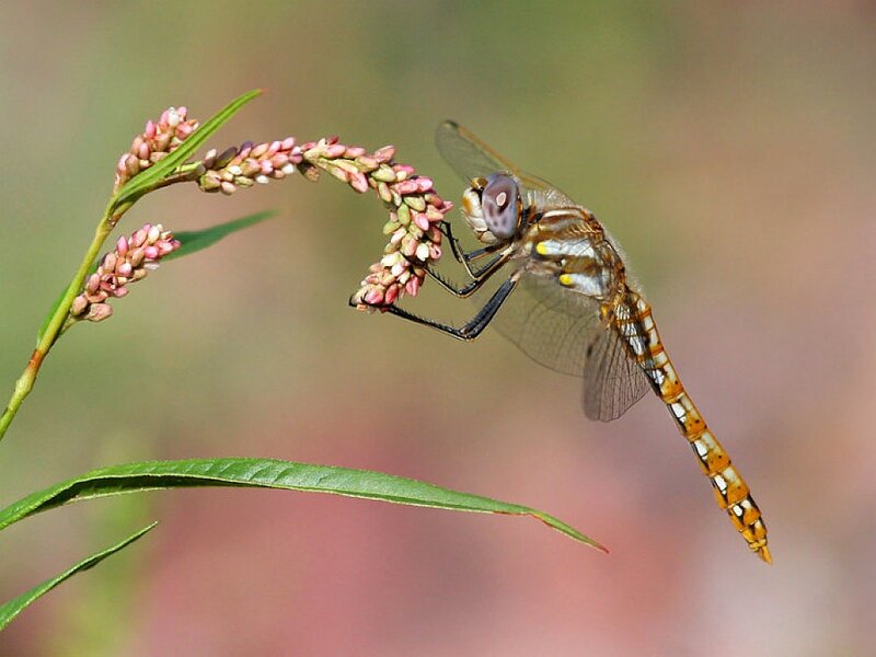 Dragonfly on Flower — Green, Calm, Afternoon