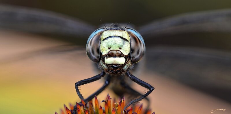 Dragonfly on Flower — Green, Calm, Photograph