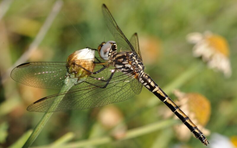 Dragonfly on Flower — Green, Calm