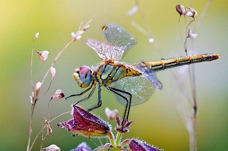 Dragonfly on Flower — Green