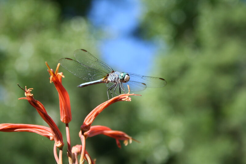 Dragonfly on Flower — Orange