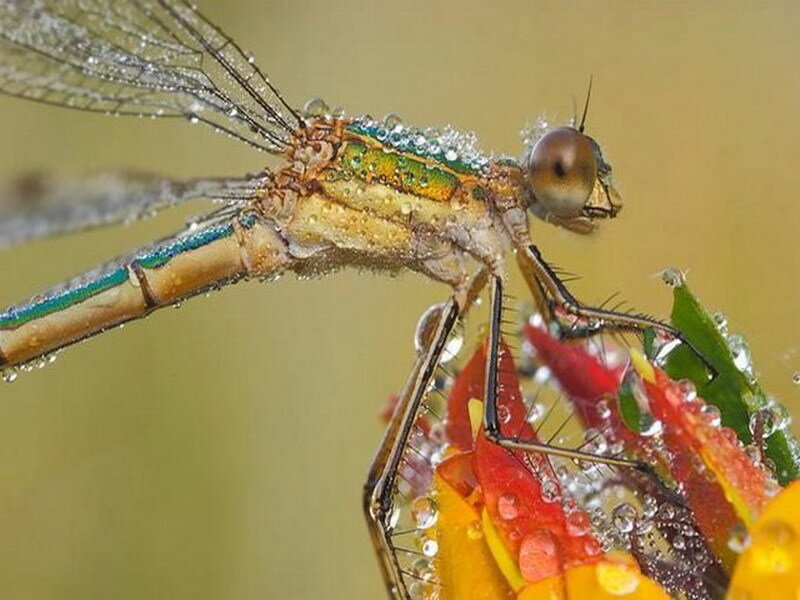 dragonfly on flower