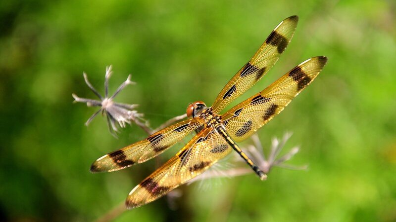 Dragonfly on Flower — Yellow, Natural