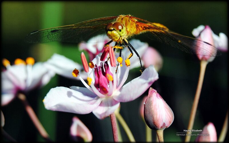 Dragonfly on Flower — Yellow