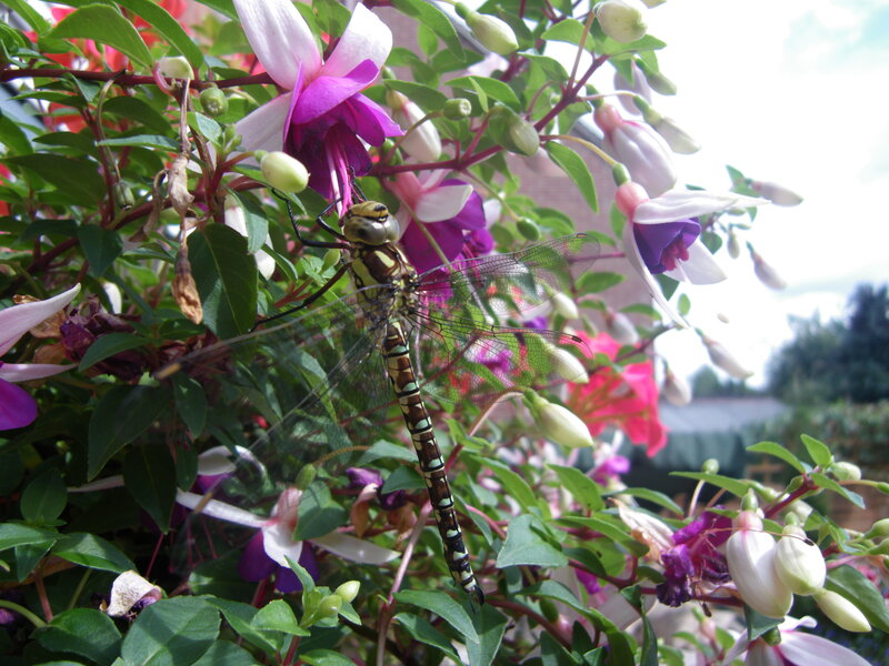 Dragonfly on Fuchsia Flower
