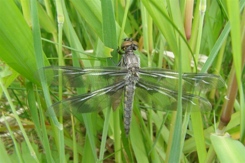 Dragonfly on Grass — Green, Natural