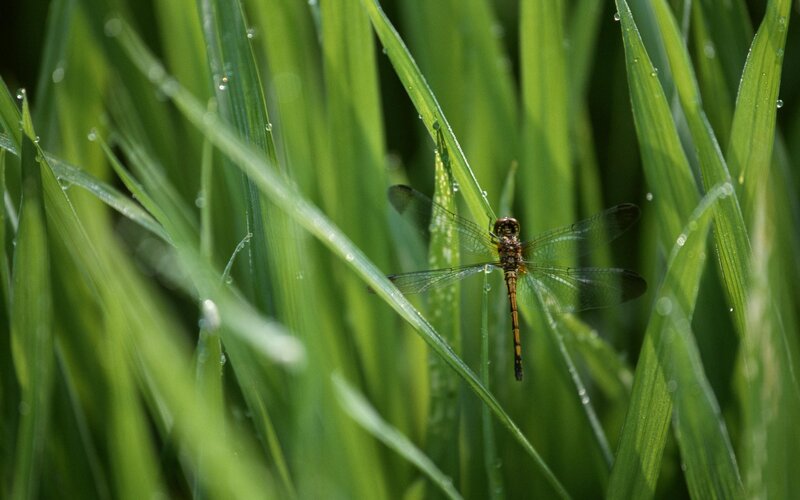 Dragonfly on Grass — Green