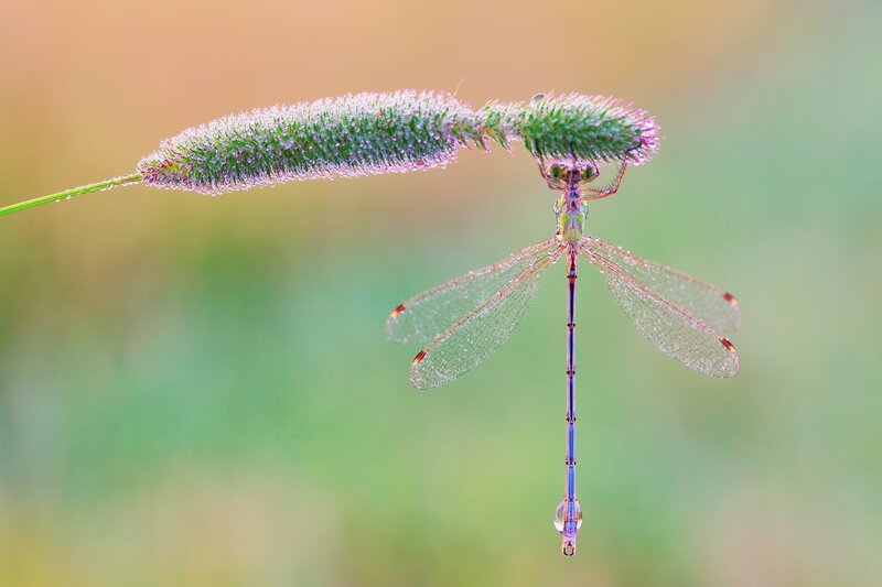 Dragonfly on Grass Seed