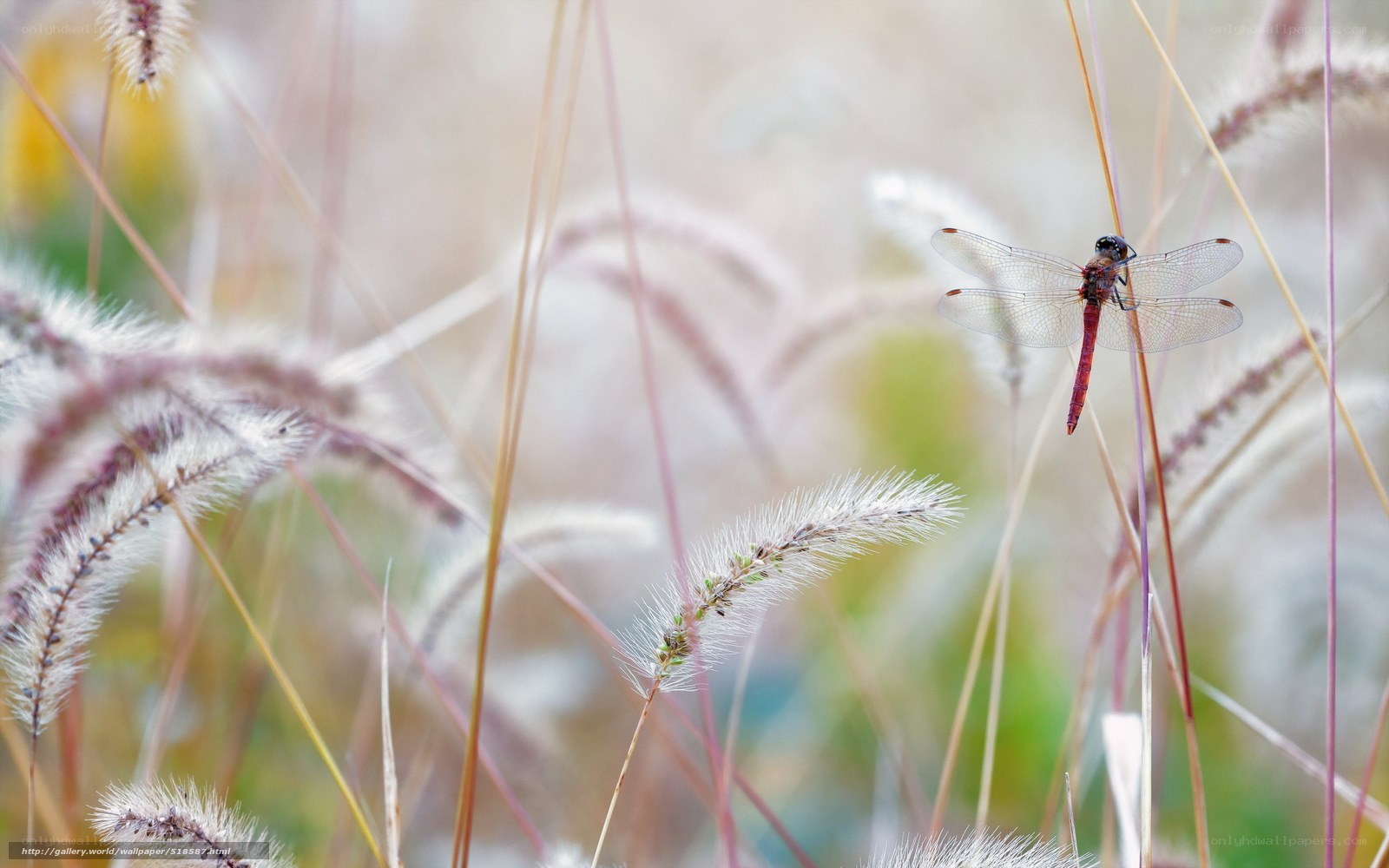 Dragonfly on grass stem