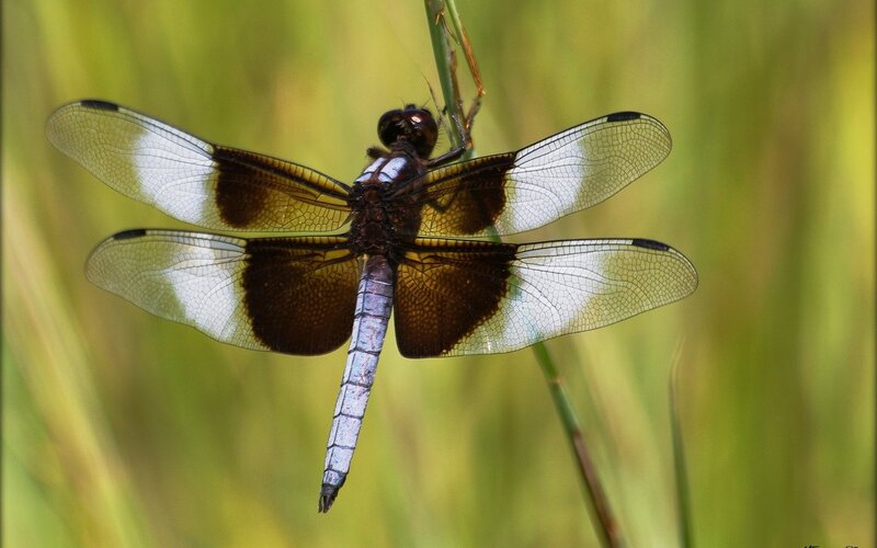 Dragonfly on Grass Stem — Green