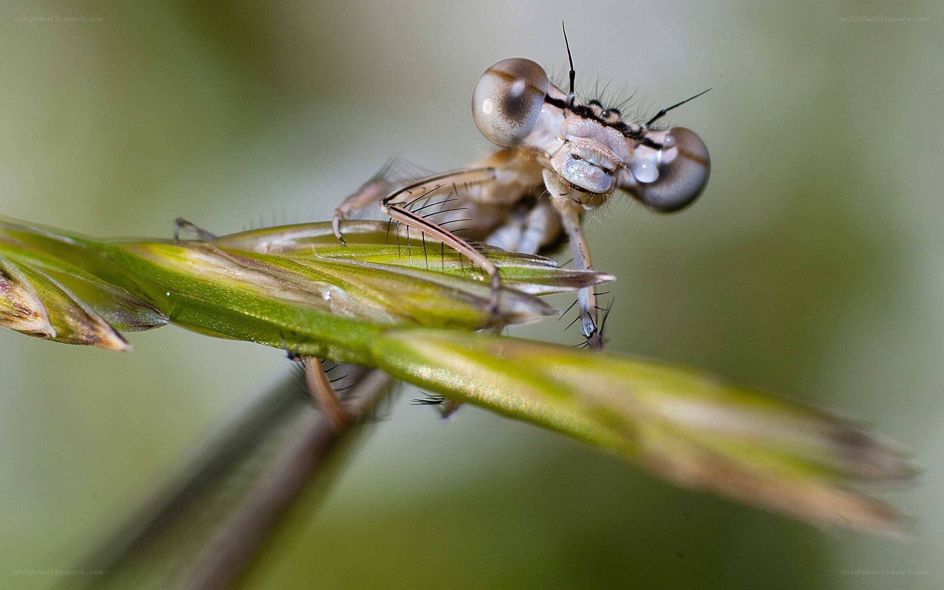dragonfly on grass stem