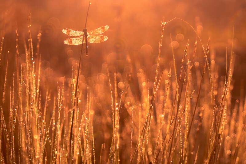 Dragonfly on Grass