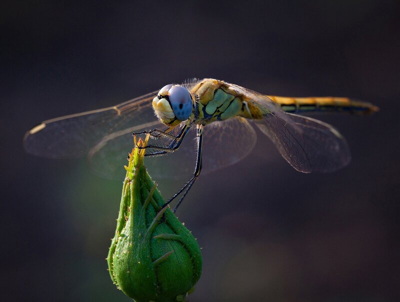 Dragonfly on Green Bud