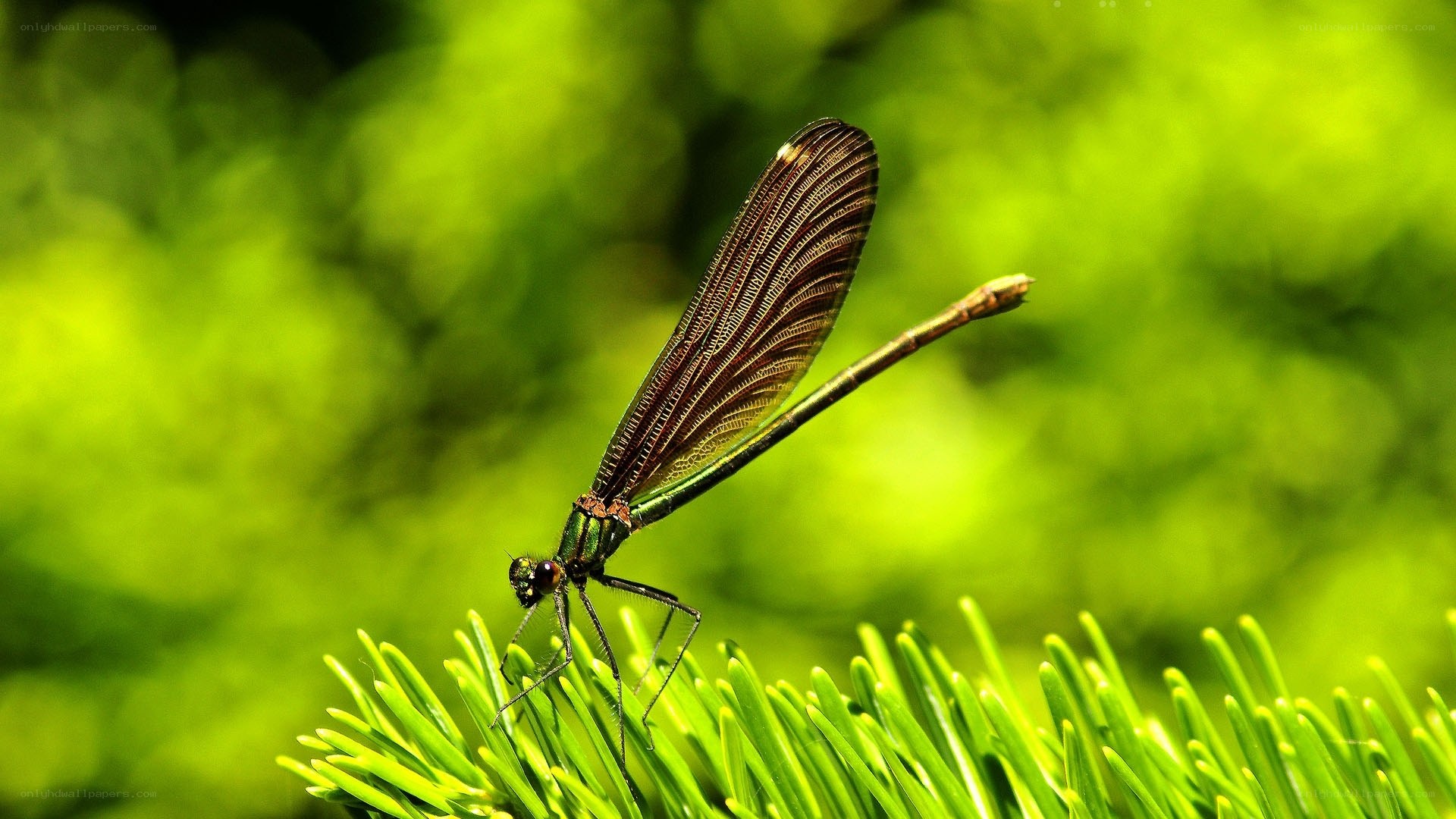Dragonfly on green foliage