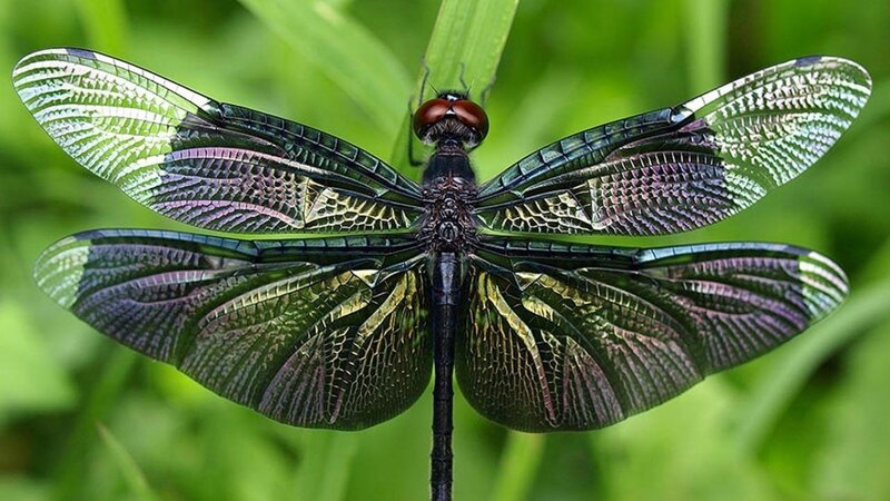 dragonfly on green leaf