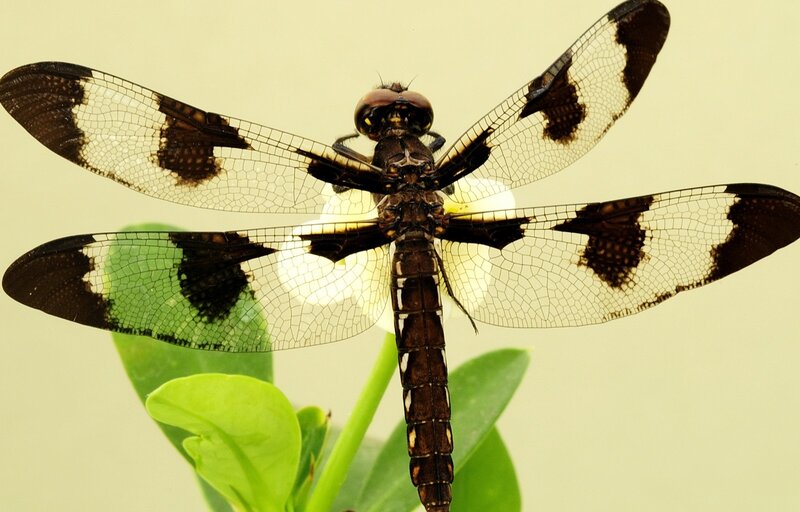 Dragonfly on Green Leaf — Brown