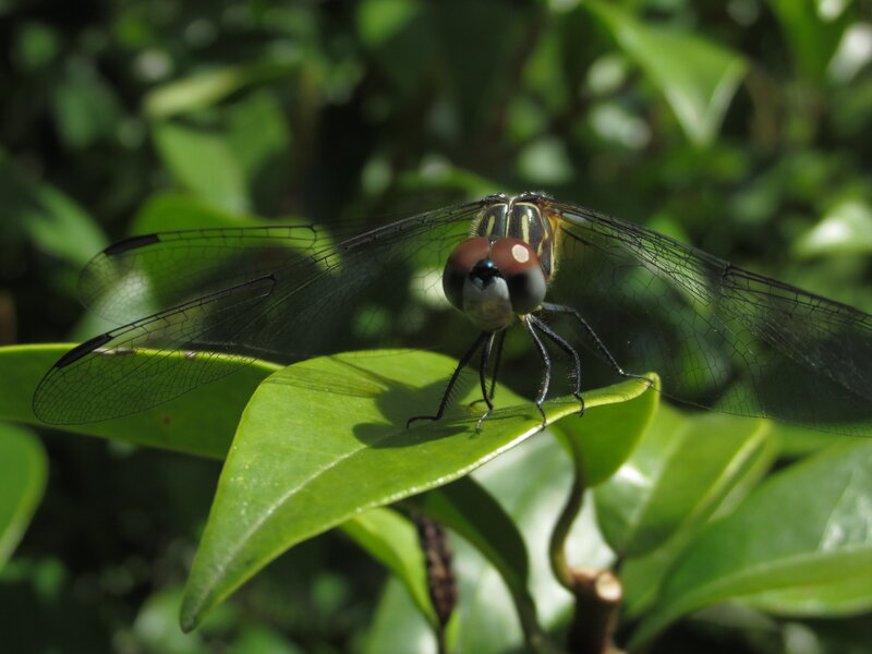Dragonfly on Green Leaf — Calm, Afternoon, Photograph, Insect