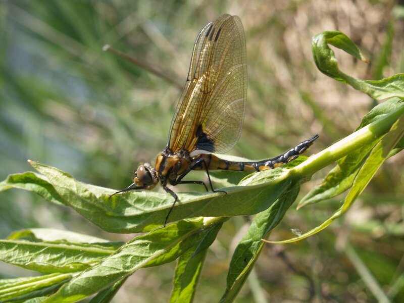 Dragonfly on Green Leaf — Calm, Afternoon, Photograph, Plant, Insect