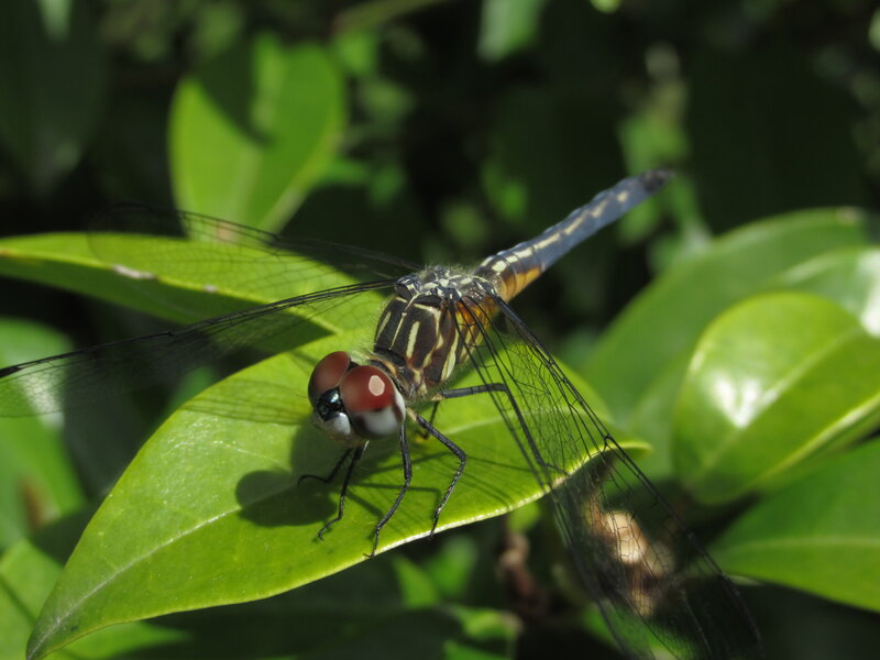 Dragonfly on Green Leaf — Calm, Afternoon, Photograph